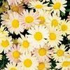 Argyranthemum frutescens 'Moonberry'