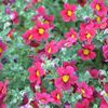 Bacopa  'Britney Grand Red'