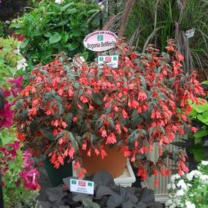 Begonia  'Bellfire'