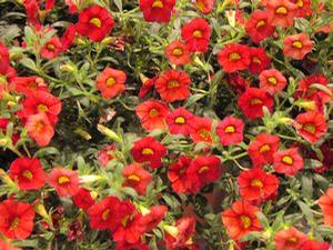 Calibrachoa  'Superbells Scarlet®'