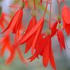 Begonia  'Bonfire'