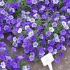 Petunia  'Superfina Sky Blue'