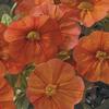 Calibrachoa  'Callie Orange'