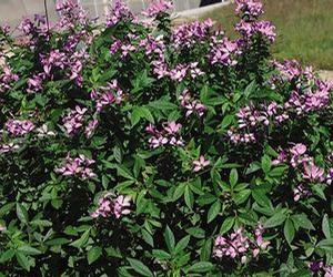 Cleome  'Senorita Rosalita™'