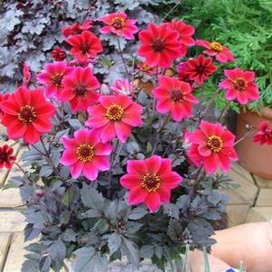 Dahlia  'Dark Dracula'