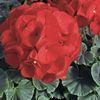 Geranium  'Bullseye Scarlet'