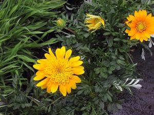 Gazania  'Sunbathers Gold Coast'