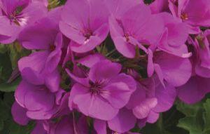 Geranium  'Caliente Lavender'