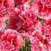 Alcea rosea 'Fiesta Time'
