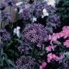Allium albopilosum