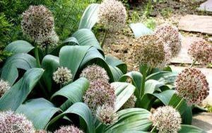 Allium karataviense
