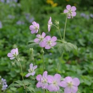 Geranium maculatum Geranium maculatum