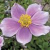 Anemone  'Pink Saucer'