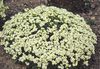 Arabis caucasia 'Pixie Cream'