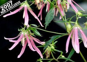 Campanula garganica 'Pink Ocotopus'