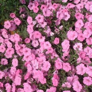 Petunia 'Vista Bubblegum®' Petunia 'Vista Bubblegum®'