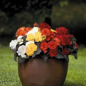 Begonia  'Nonstop Mocca Scarlet'