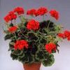 Geranium  'Occold Sheild'