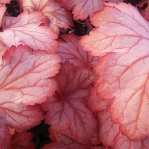 Heuchera 'Georgia Peach' Heuchera 'Georgia Peach'