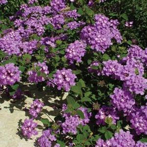 Lantana 'Luscious Grape' Lantana 'Luscious Grape'