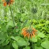Leonotis nepetafolia  'Lion's Ear'