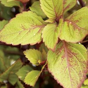 Coleus  'Royal Glissade®'