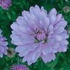 Asters  'Peter lll'