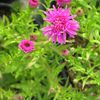 Aster  'Frolic'
