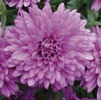 Aster  'Henry lll'