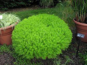 Sedum rupestre 'Lemon Coral'