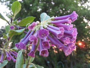 Iochroma  'Purple Queen'