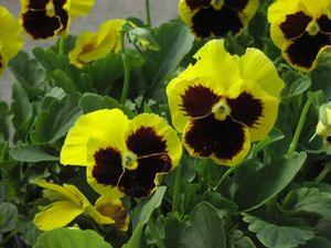 Pansy  'Colossus Yellow Blotch'