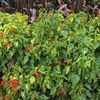 Salvia  'Dancing Flames'