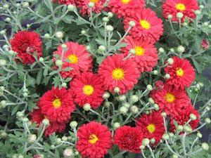 Chrysanthemum  'Mammoth Mum Dark Bronze Daisy'