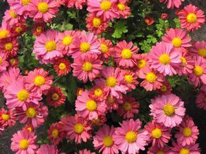 Chrysanthemum  'Mammoth Mum Daisy Coral'