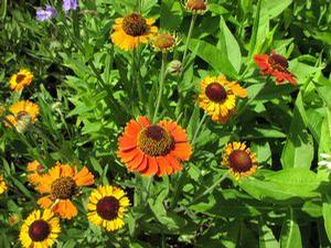 Helenium  'Mardi Gras'