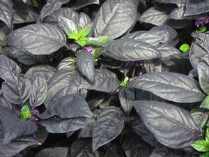 Ornamental Pepper  'Black Pearl'