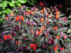 Ornamental Peppers  'Explosive Ember'