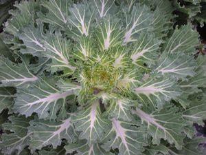 Flowering Kale 'Coral Prince White'