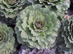 Flowering Cabbage  'Osaka Pink'