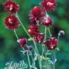 Aquilegia vulgaris 'Ruby Port'