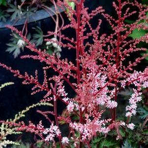 Astilbe chinensis 'Delft Lace' Astilbe chinensis 'Delft Lace'