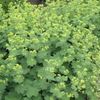 Alchemilla erythropoda