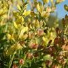 Baptisia  'Solor Flame Prairieblues'
