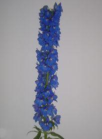Delphinium  'Triton Dark Blue'