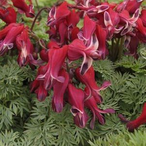Dicentra  'Burning Hearts'