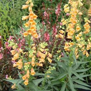 Digitalis purpurea 'Gold Crest'
