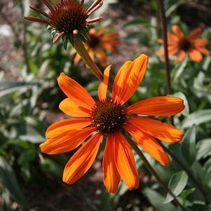 Echinacea  'Tiki Torch'