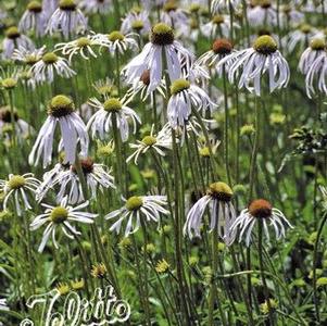 Echinacea pallida 'Hula Dancer'