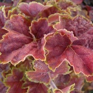 Heuchera  'Miracle'